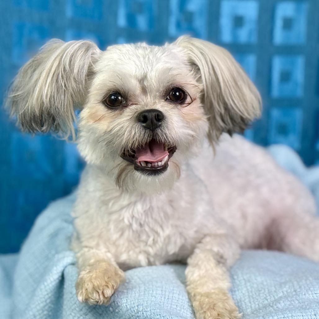 Enlarge Teddy and Bunny: Bonded Pair, a Adoptable Shih Tzu in Austin, TX image 1/6