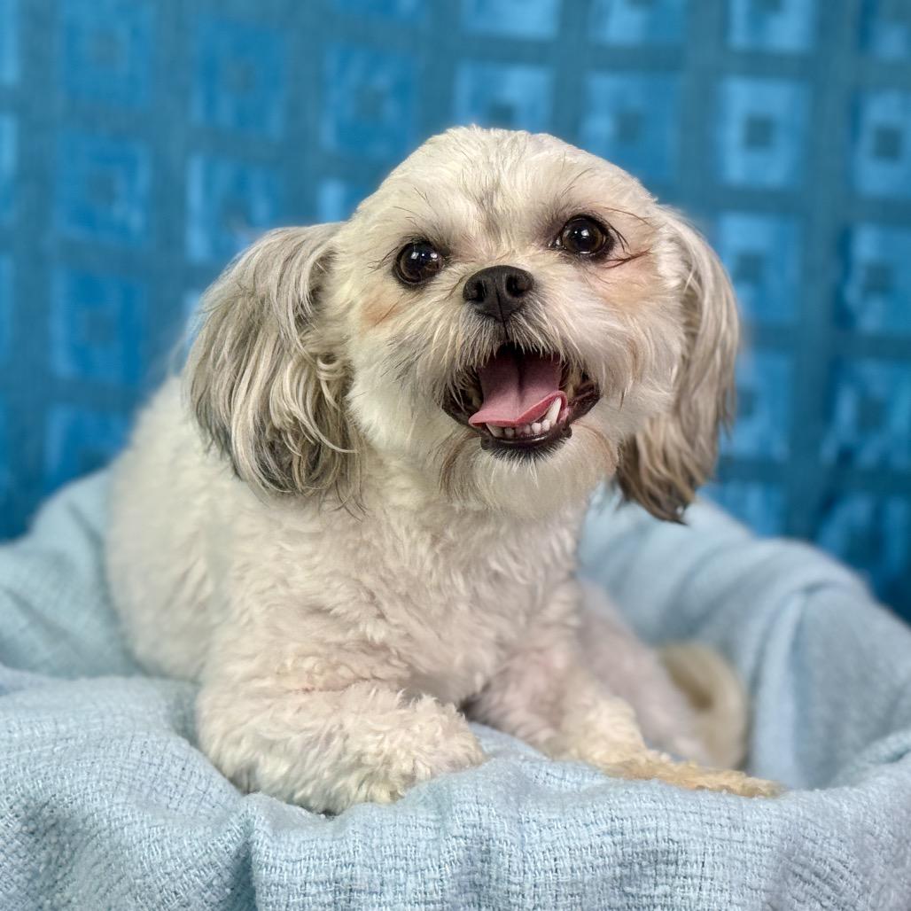 Enlarge Teddy and Bunny: Bonded Pair, a Adoptable Shih Tzu in Austin, TX image 4/6