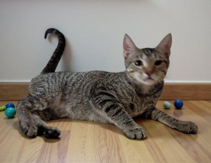 Enlarge Trooper, a Adoptable mixed breed in Lakeland, FL image 2/3