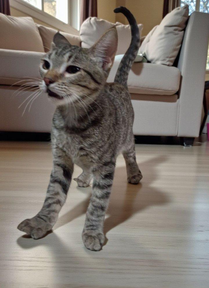 Enlarge Trooper, a Adoptable mixed breed in Lakeland, FL image 3/3