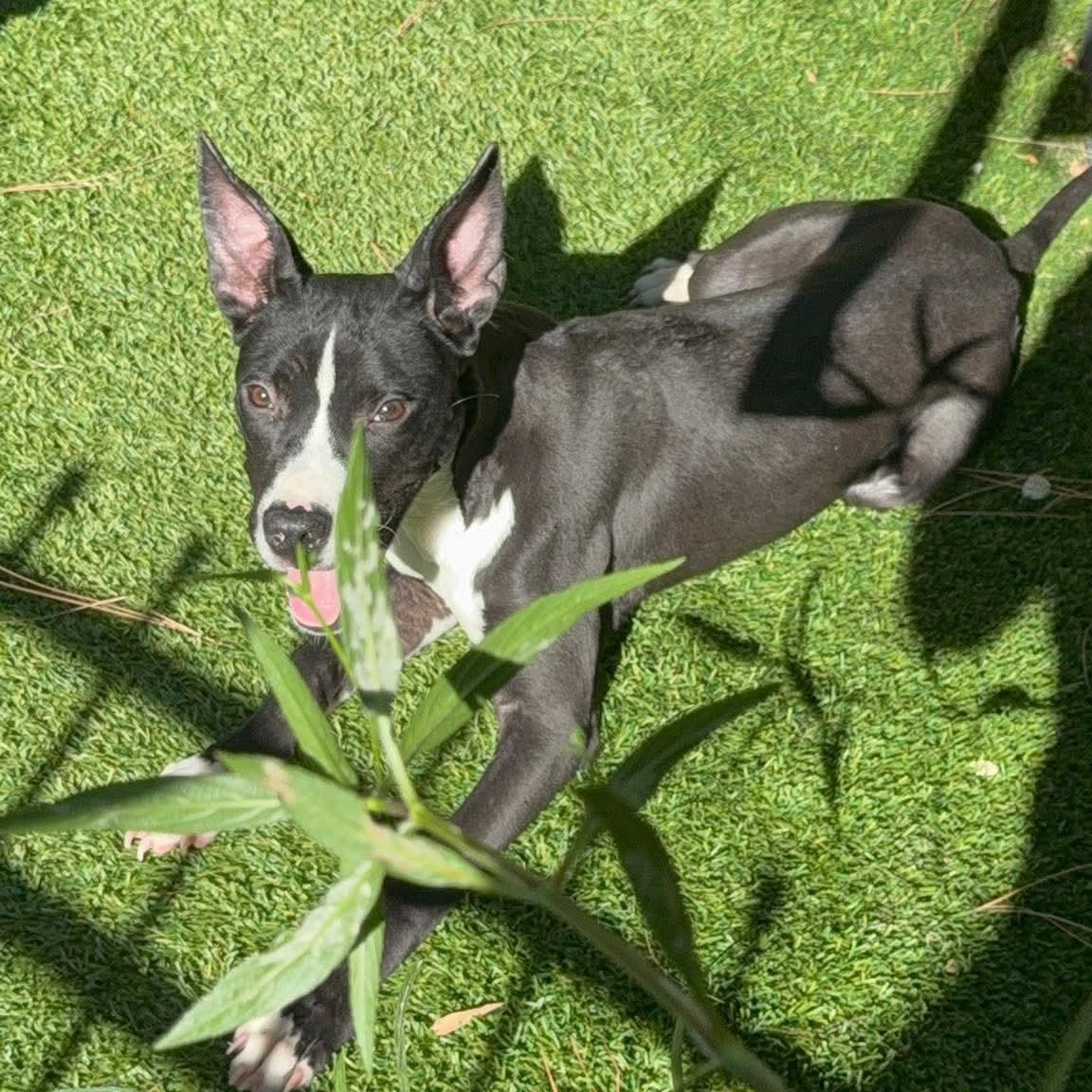 Enlarge Fana, a Adoptable mixed breed in Dickinson, ND image 4/6
