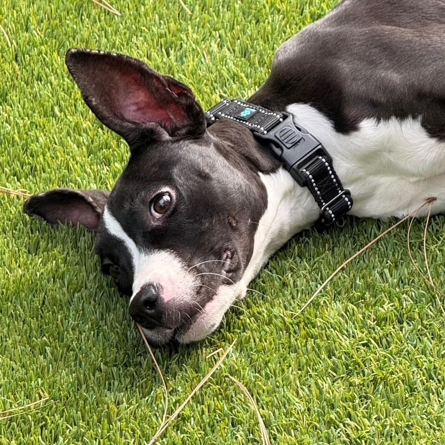 Fana, Adoptable, Puppy Female American Staffordshire Terrier & Pit Bull Terrier.