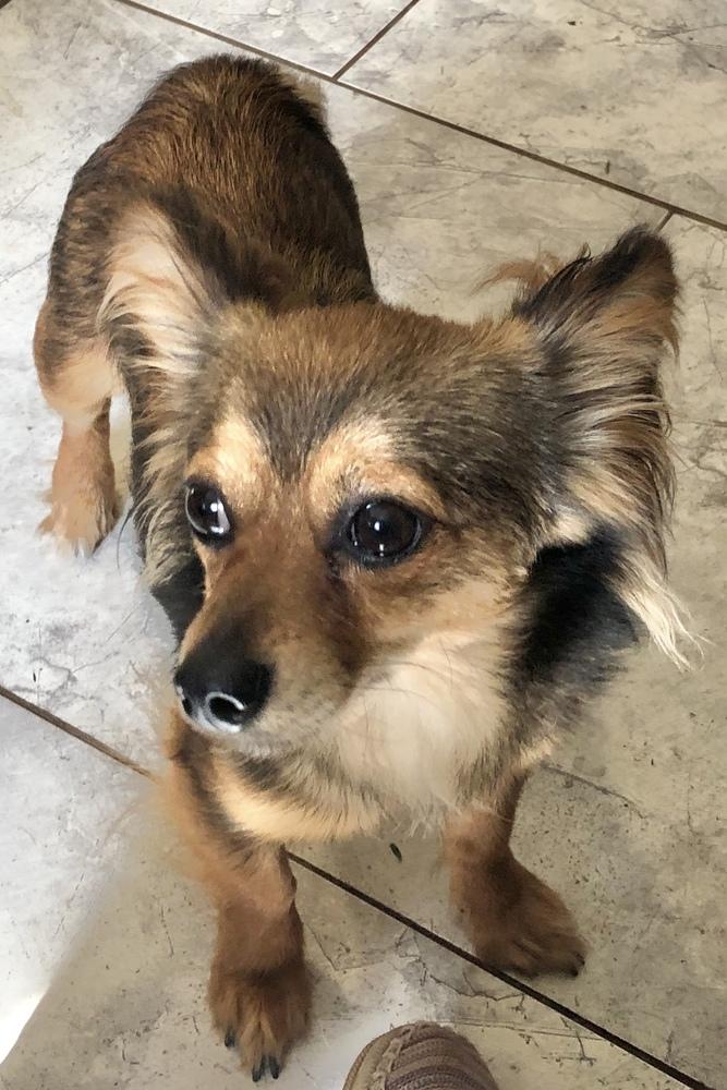 Tommy, Adopted, Young Male Papillon.