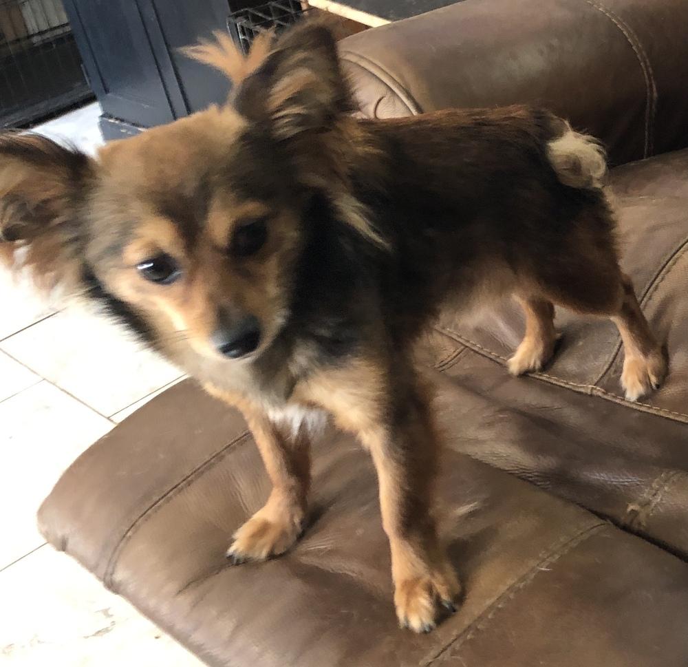 Enlarge Tommy, a Adopted mixed breed in Minneapolis, KS image 5/6