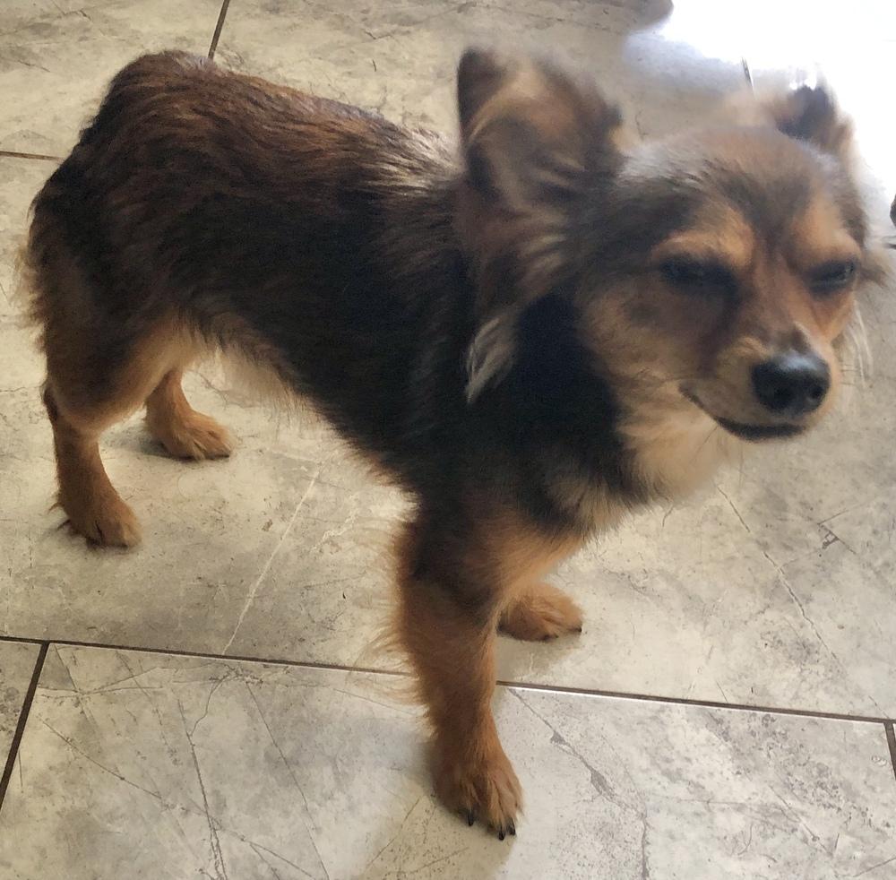 Enlarge Tommy, a Adopted mixed breed in Minneapolis, KS image 6/6