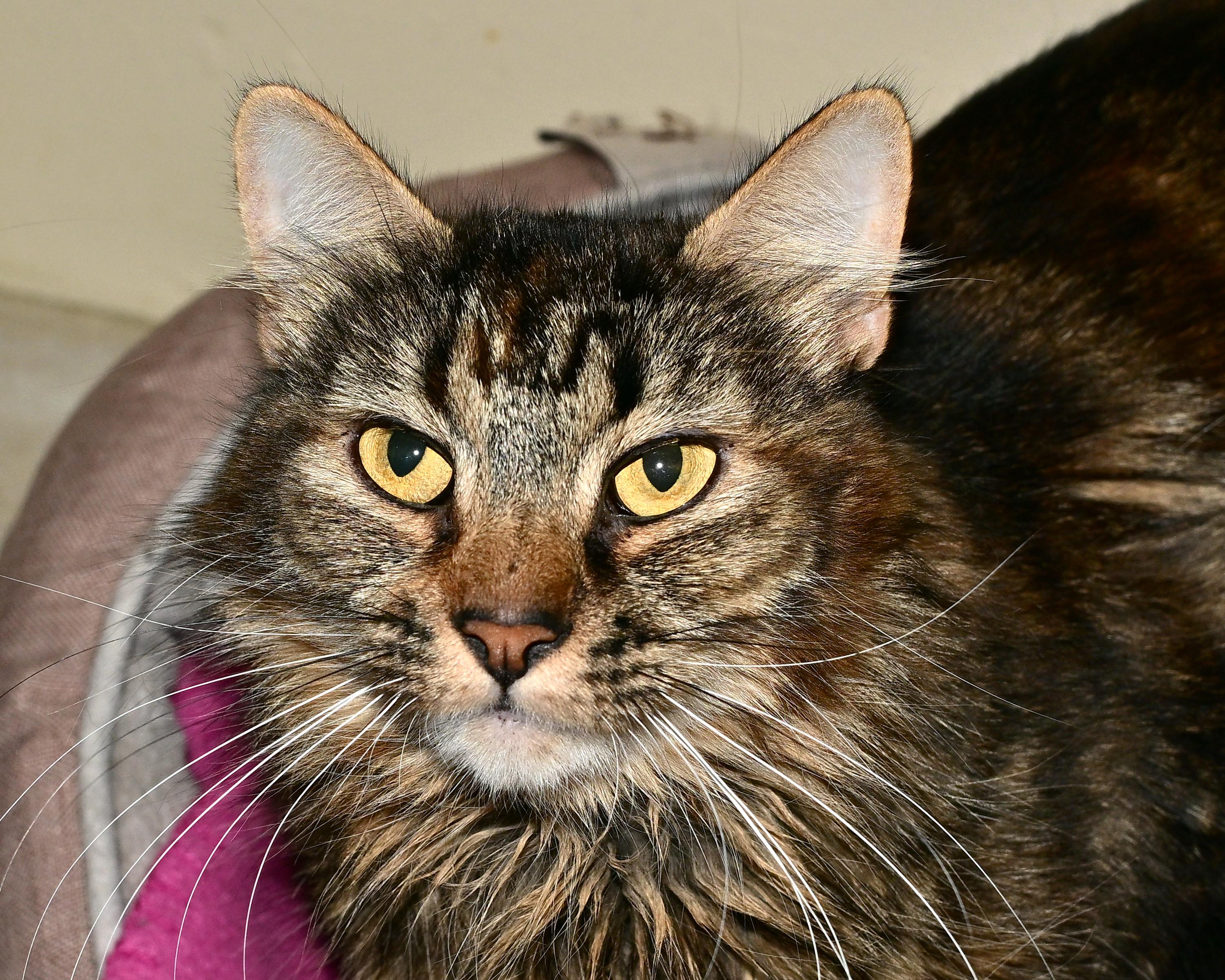 Enlarge Sable, a Adoptable Domestic Long Hair in Corrales, NM image 1/1