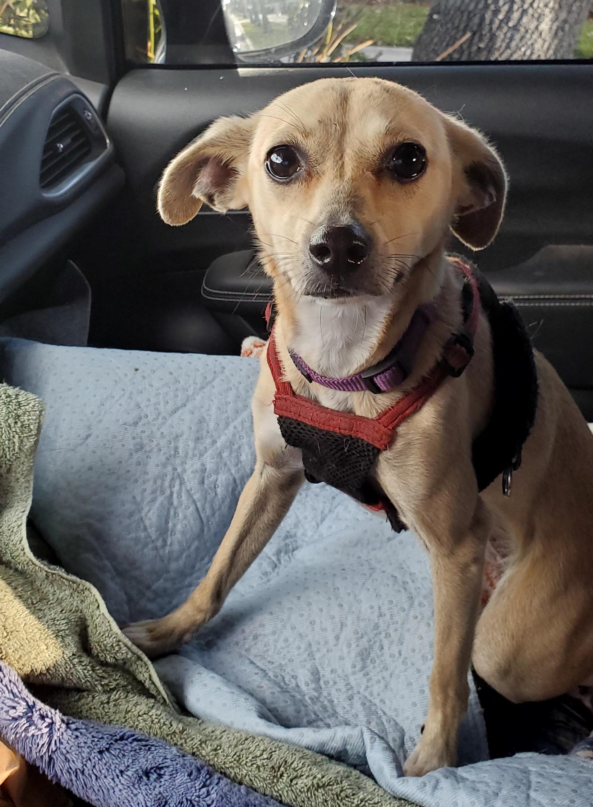 Vaalea  read info please, Adoptable, Young Female Chihuahua & Rat Terrier.