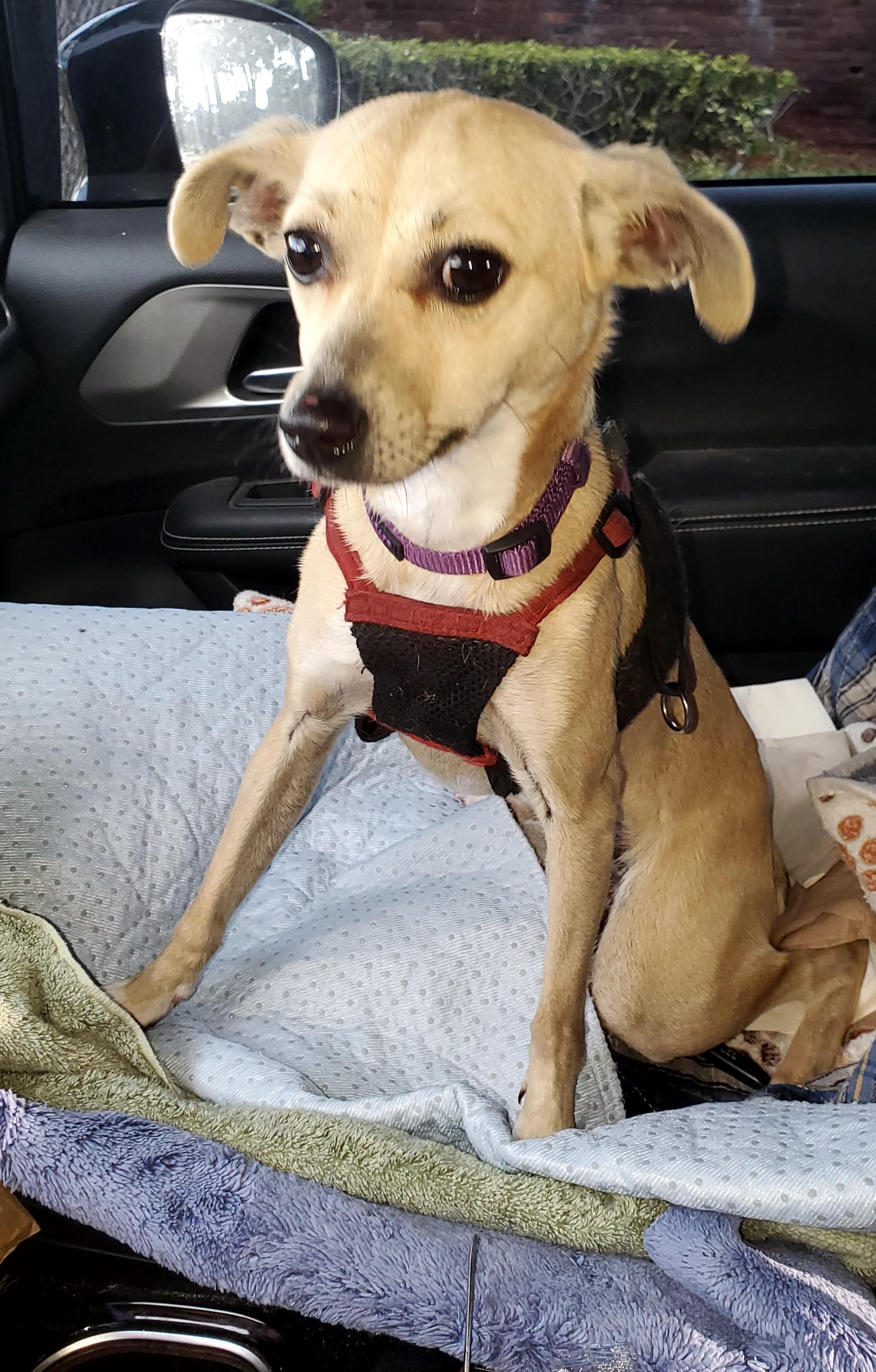 Enlarge Vaalea  read info please, a Adoptable mixed breed in West Palm Beach, FL image 2/6