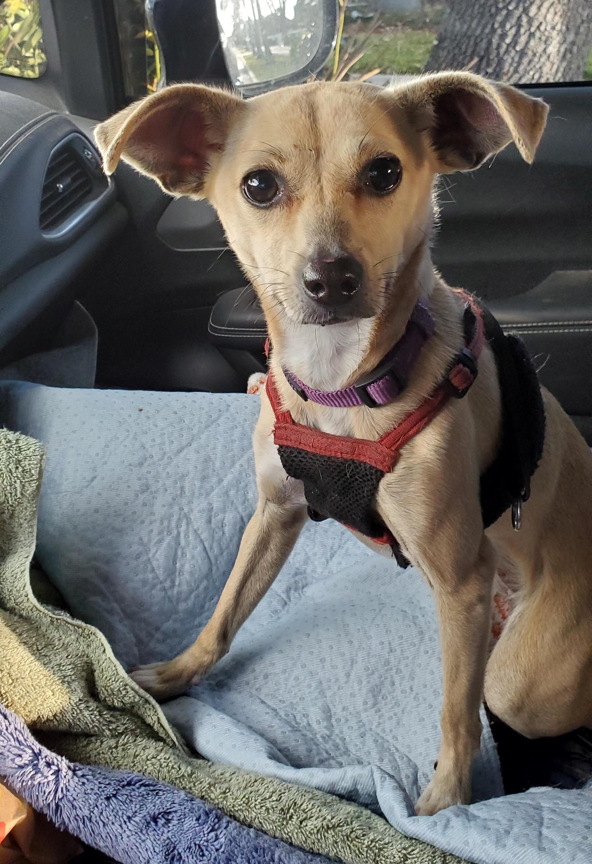 Enlarge Vaalea  read info please, a Adoptable mixed breed in West Palm Beach, FL image 3/6