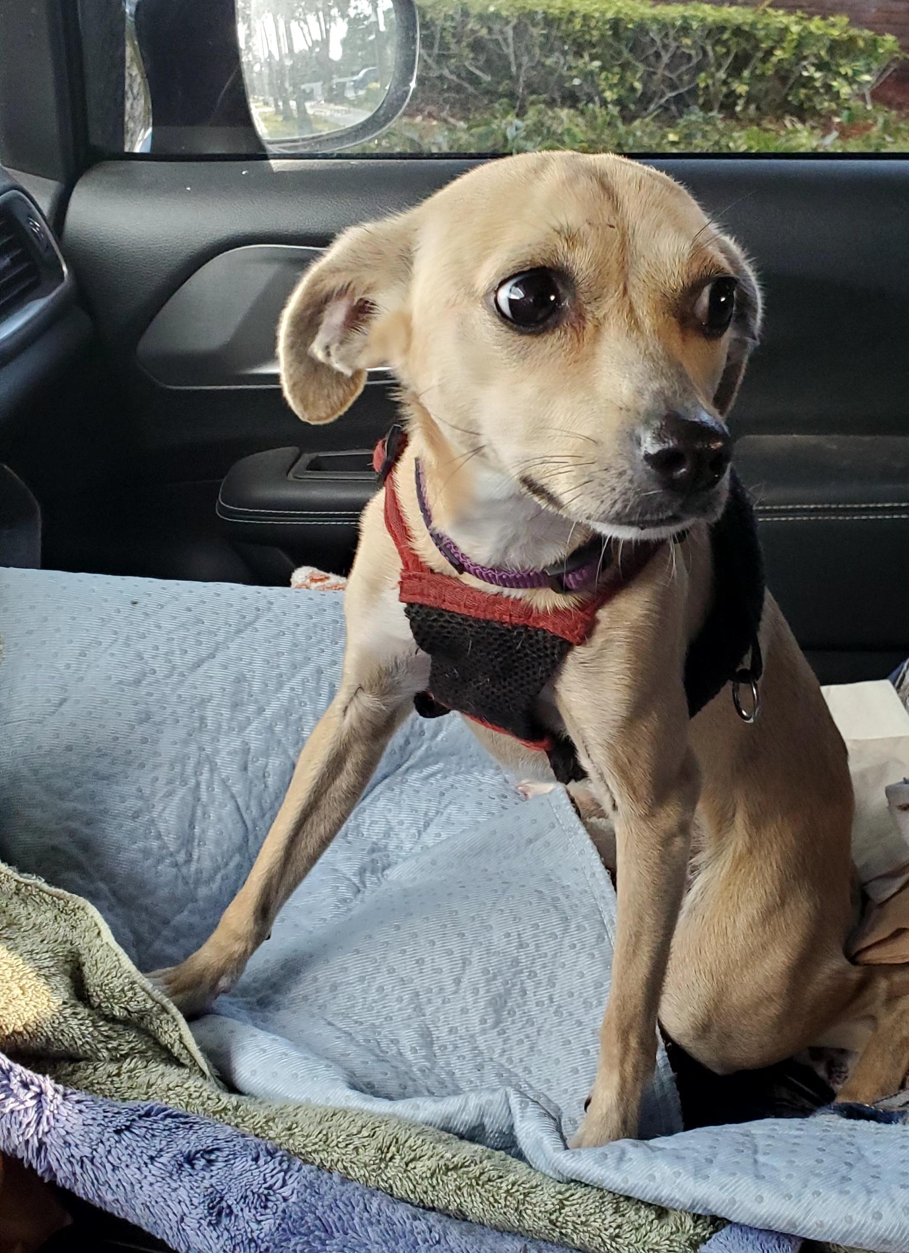 Enlarge Vaalea  read info please, a Adoptable mixed breed in West Palm Beach, FL image 4/6