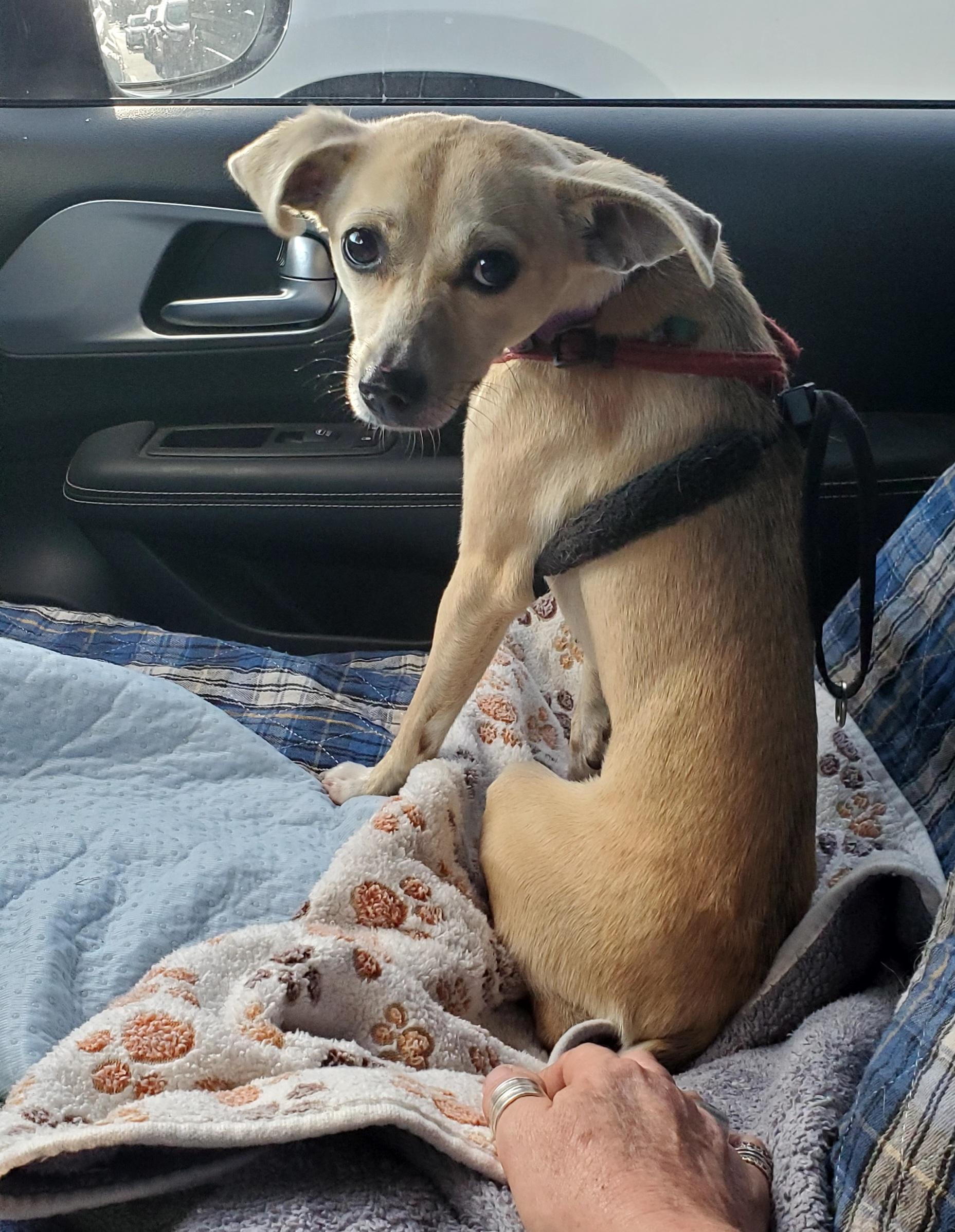 Enlarge Vaalea  read info please, a Adoptable mixed breed in West Palm Beach, FL image 5/6