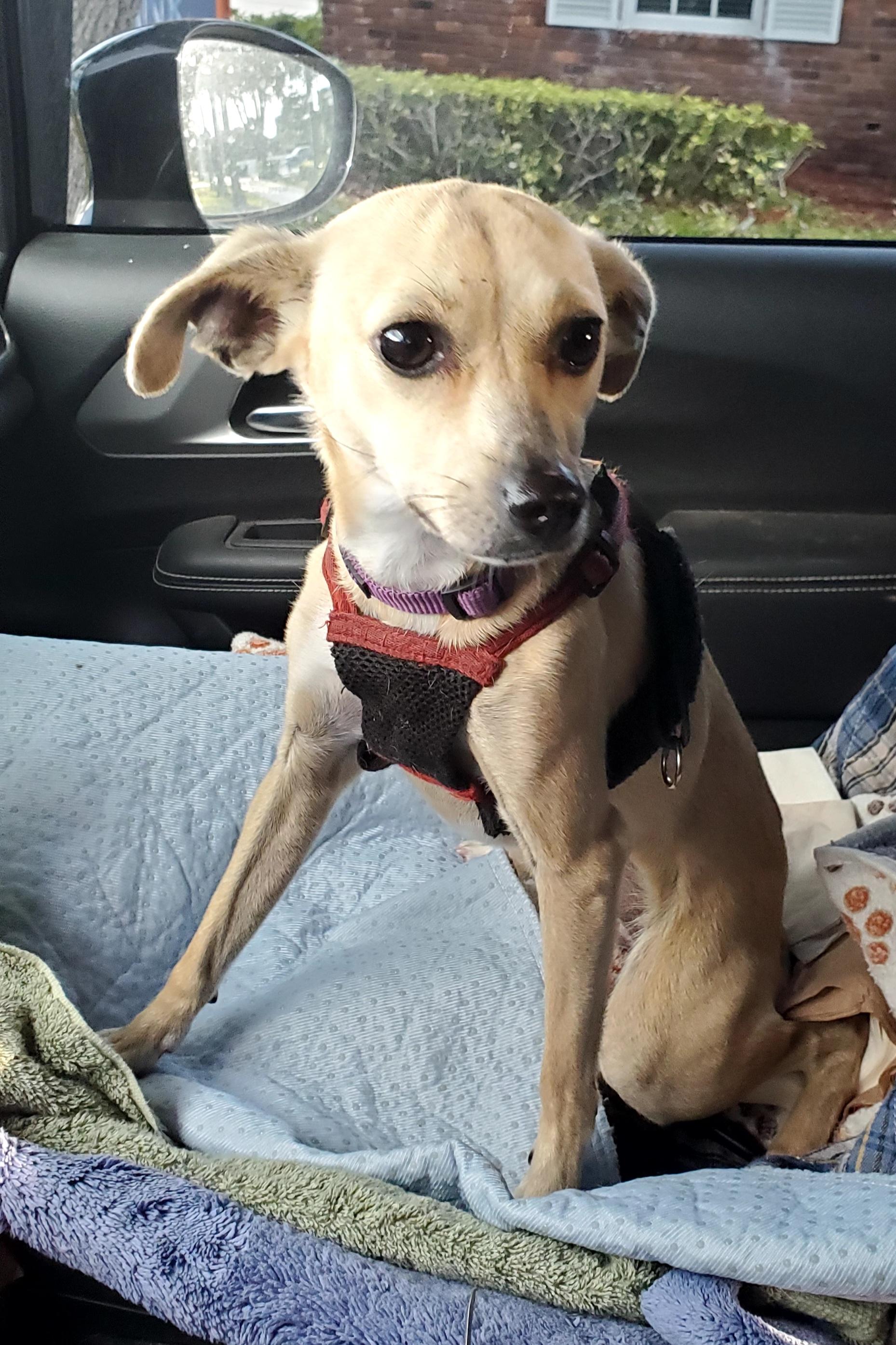 Enlarge Vaalea  read info please, a Adoptable mixed breed in West Palm Beach, FL image 6/6