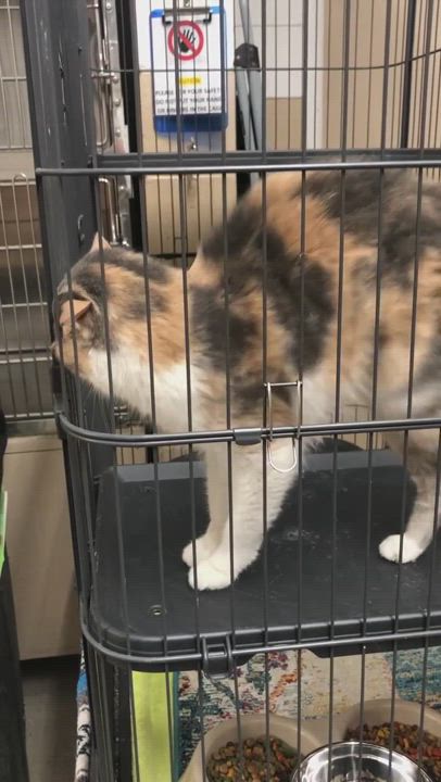 Enlarge Callie, a Adopted Calico in Daphne, AL video 5/9
