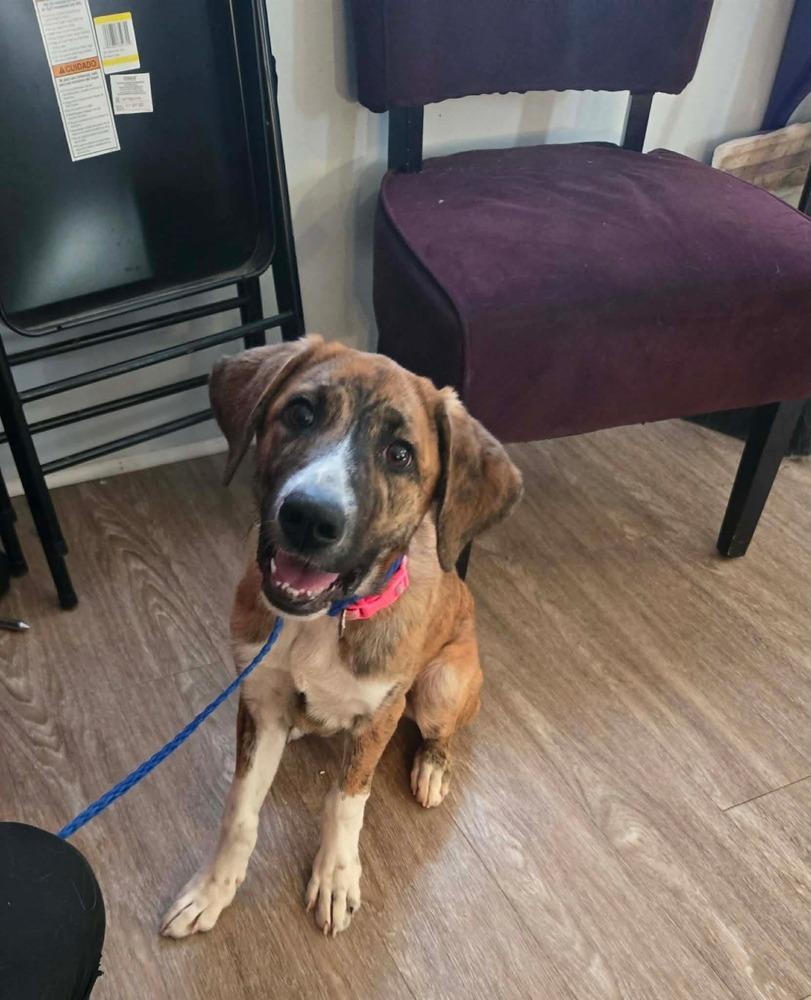 HS Bonita aka Hilda, a Adoptable mixed breed in Warrenton, MO image 2/5
