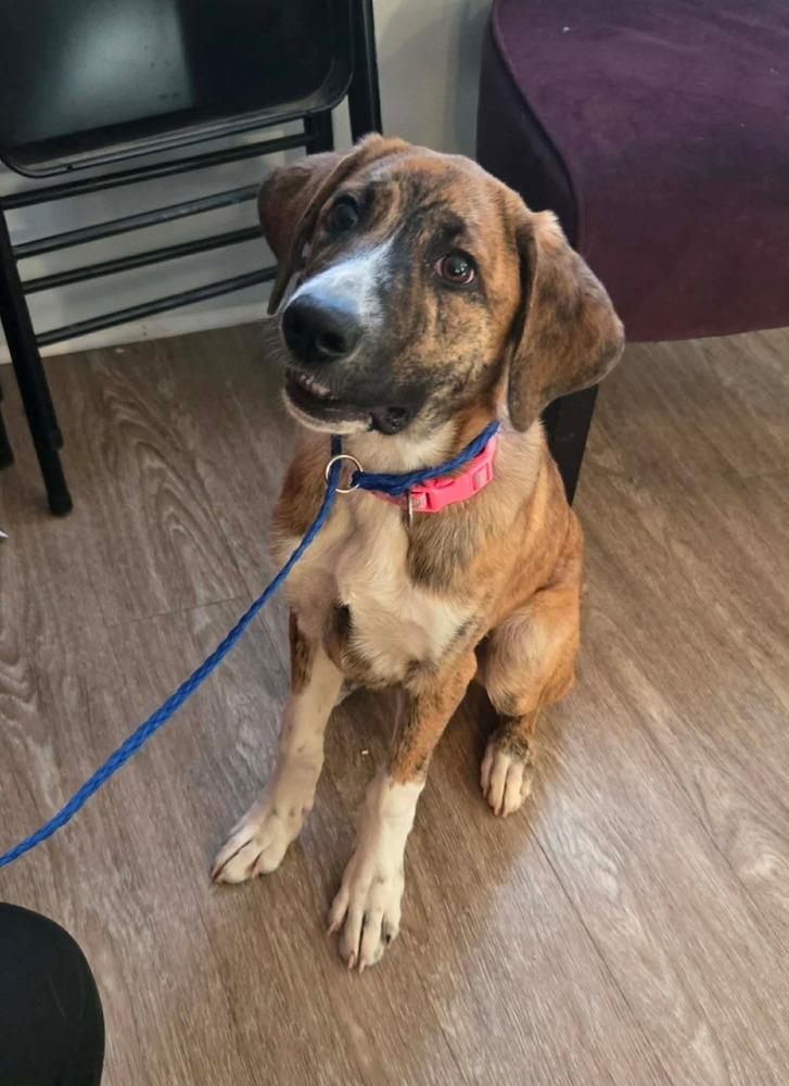 HS Bonita aka Hilda, a Adoptable mixed breed in Warrenton, MO image 4/5