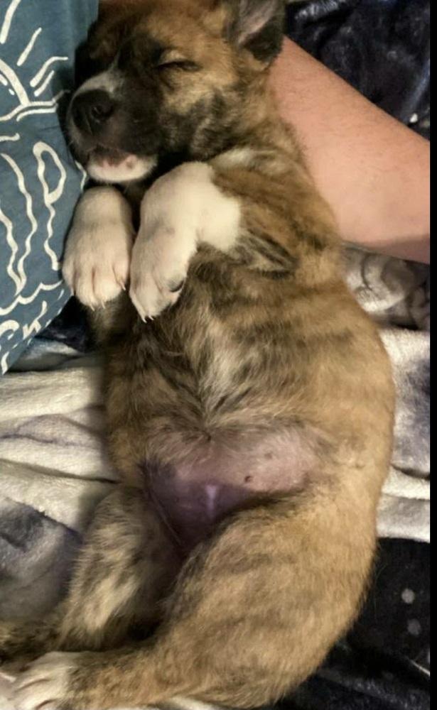 HS Bonita aka Hilda, a Adoptable mixed breed in Warrenton, MO image 5/5