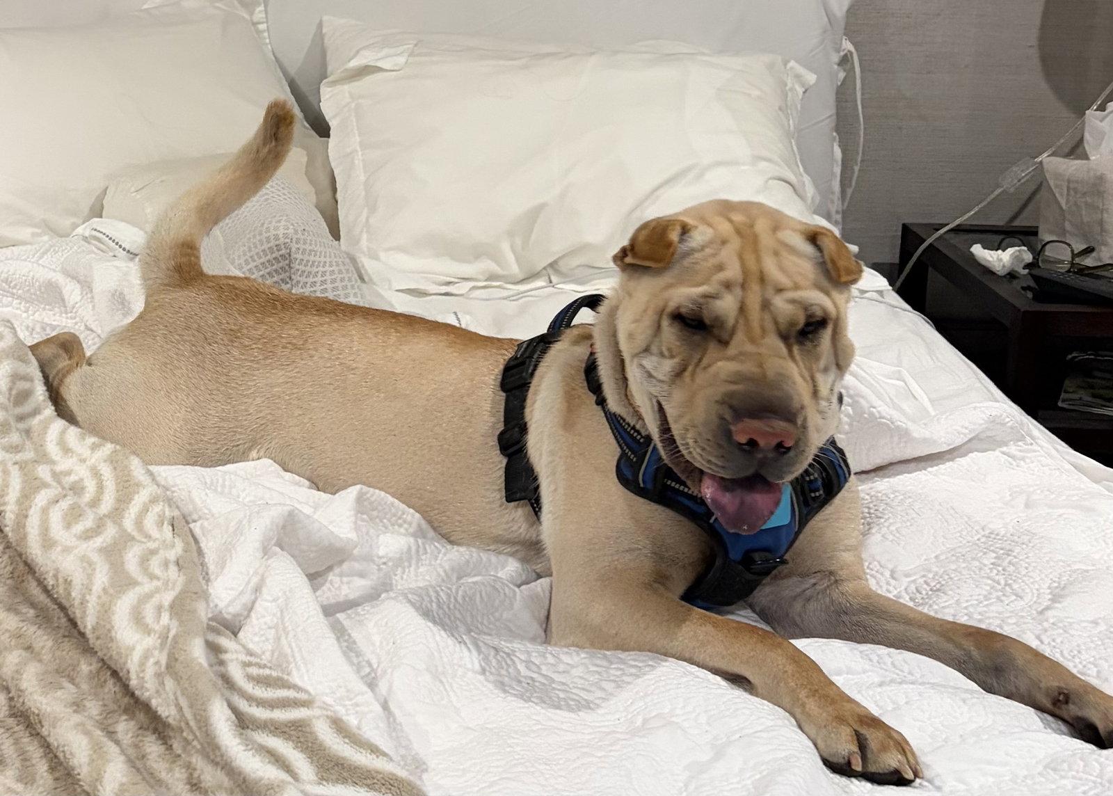 Ziggy, Adoptable, Adult Male Shar-Pei.