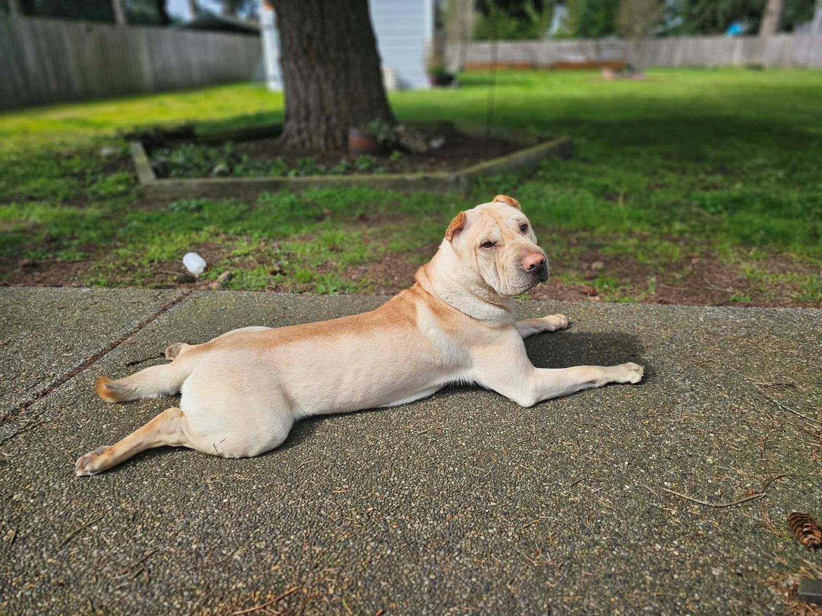 Enlarge Ziggy, a Adoptable Shar-Pei in Lake Forest, CA image 1/3