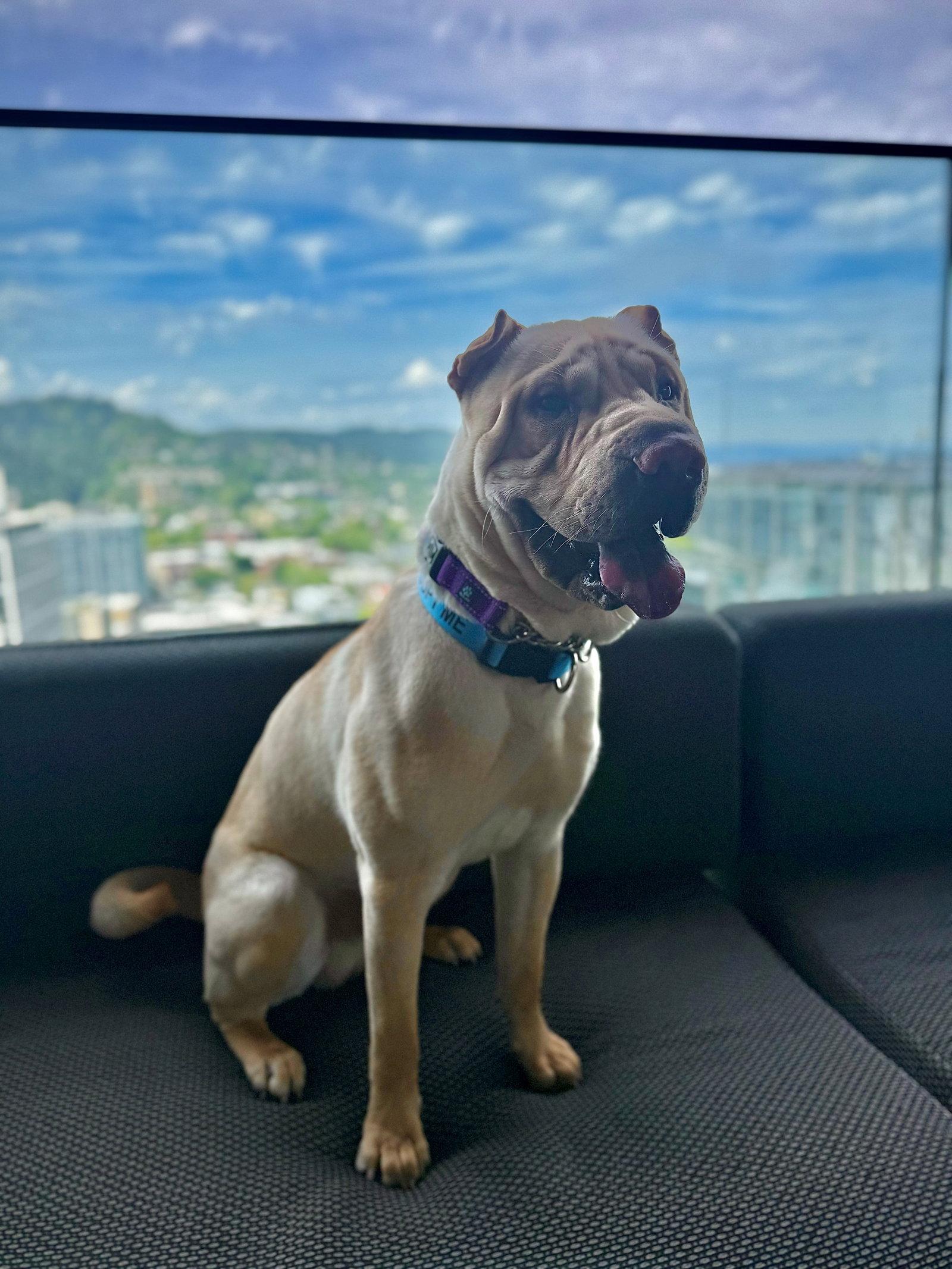 Ziggy, a Adoptable Shar-Pei in Lake Forest, CA image 2/3