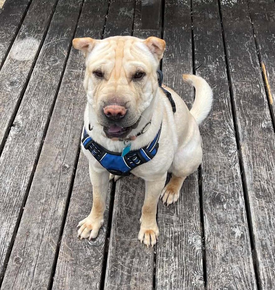 Enlarge Ziggy, a Adoptable Shar-Pei in Lake Forest, CA image 2/3