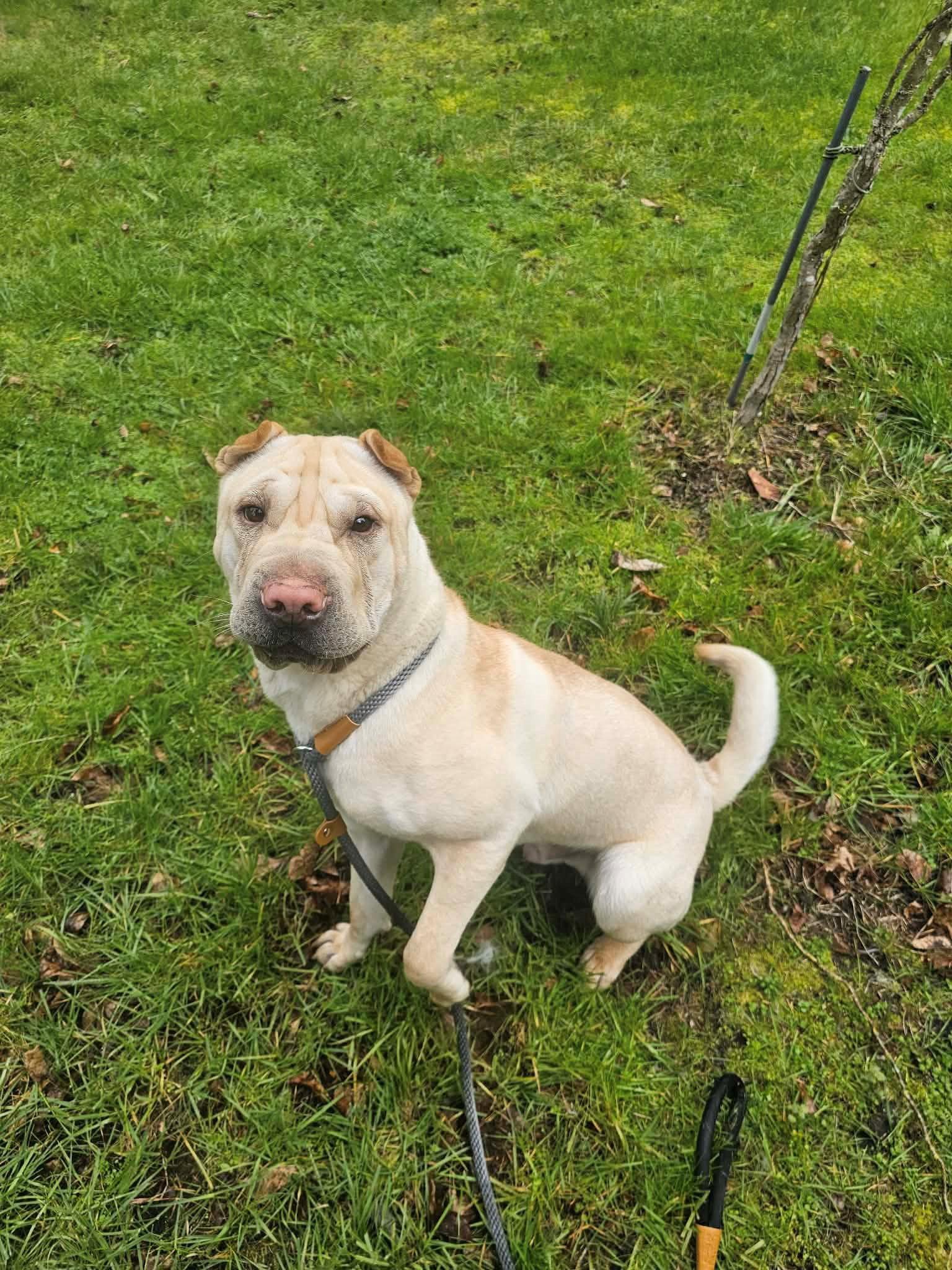 Ziggy, Adoptable, Adult Male Shar-Pei.