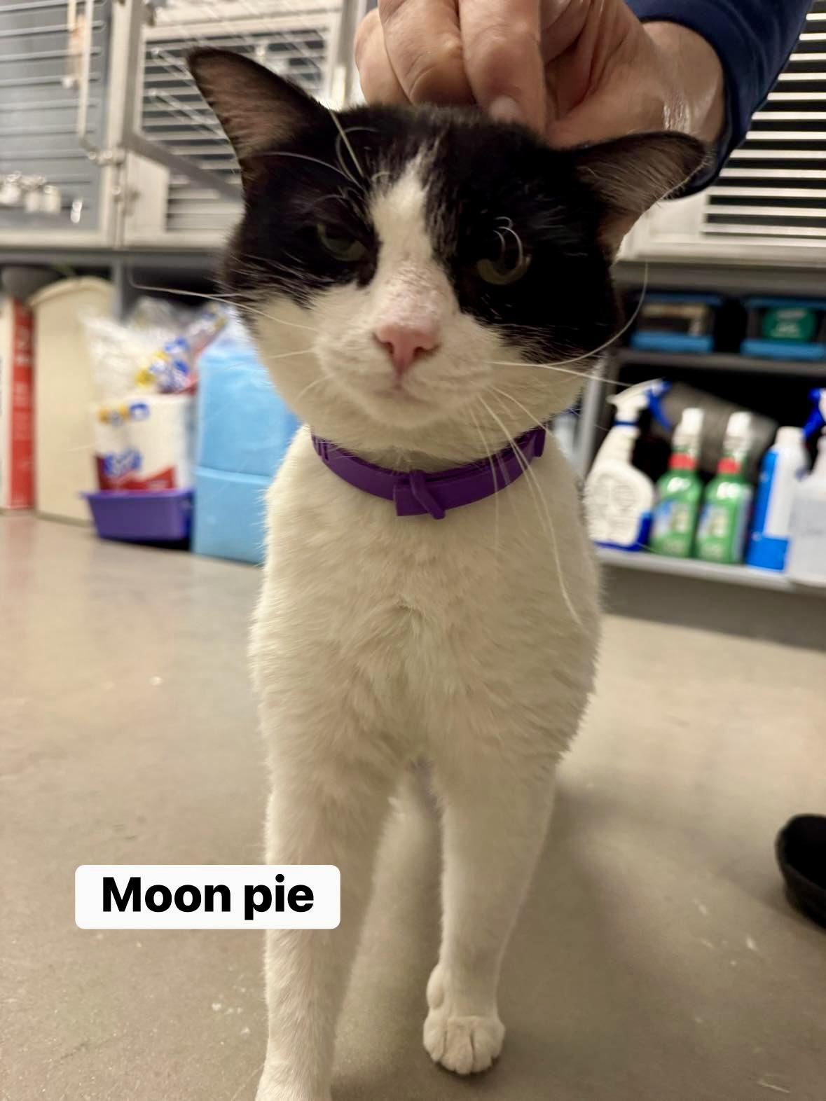 Enlarge Mr.Moonpie, a ADOPTABLE Domestic Short Hair in Staten Island, NY image 3/3