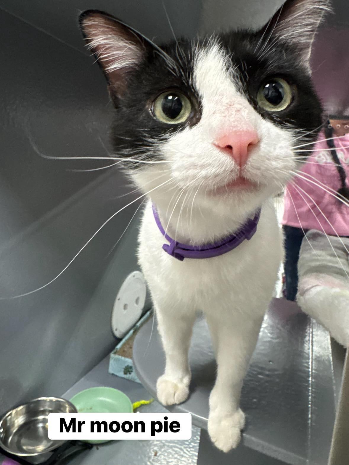 Enlarge Mr.Moonpie, a ADOPTABLE Domestic Short Hair in Staten Island, NY image 1/6