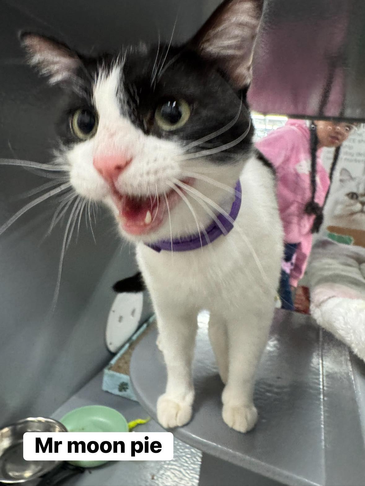 Enlarge Mr.Moonpie, a ADOPTABLE Domestic Short Hair in Staten Island, NY image 6/6