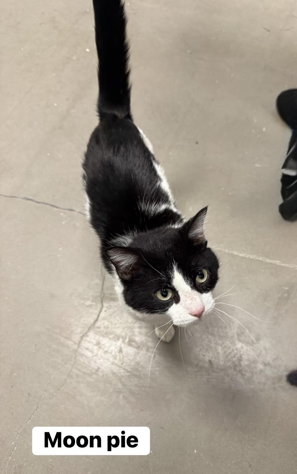 Enlarge Mr.Moonpie, a ADOPTABLE Domestic Short Hair in Staten Island, NY image 2/3