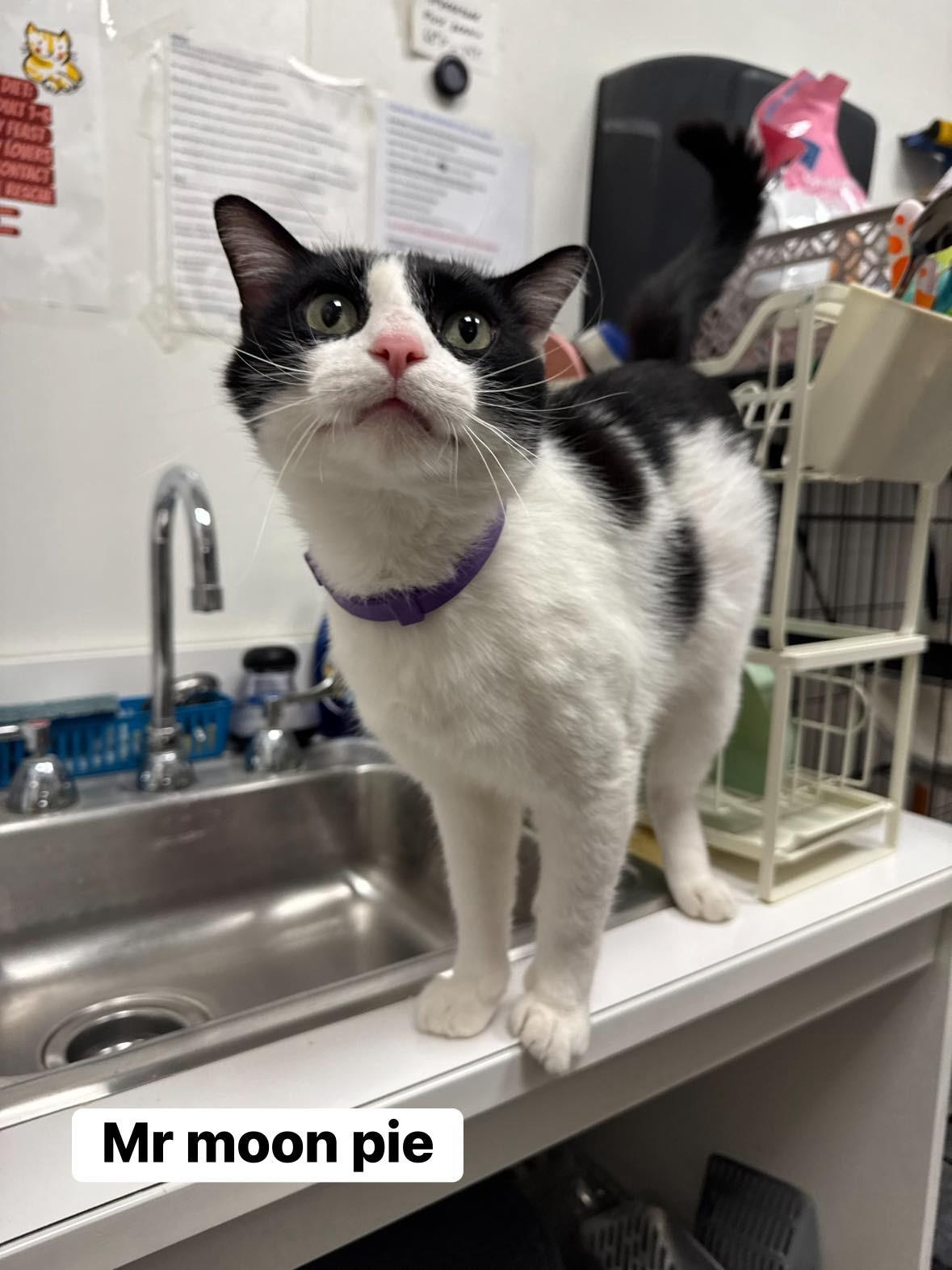 Enlarge Mr.Moonpie, a ADOPTABLE Domestic Short Hair in Staten Island, NY image 5/6