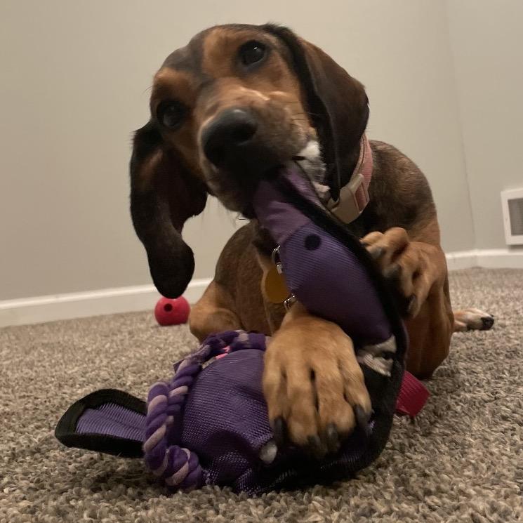 Sami, Adoptable, Young Female Hound & Mixed Breed.