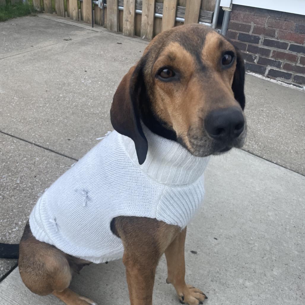 Enlarge Sami, a Adoptable mixed breed in Avon, OH image 2/6