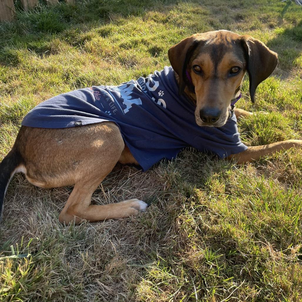 Enlarge Sami, a Adoptable mixed breed in Avon, OH image 3/6