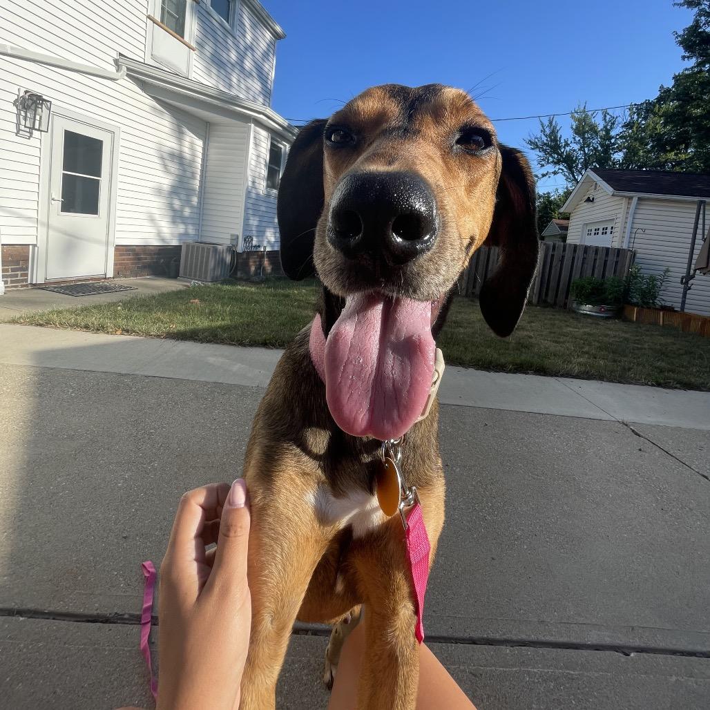 Enlarge Sami, a Adoptable mixed breed in Avon, OH image 5/6