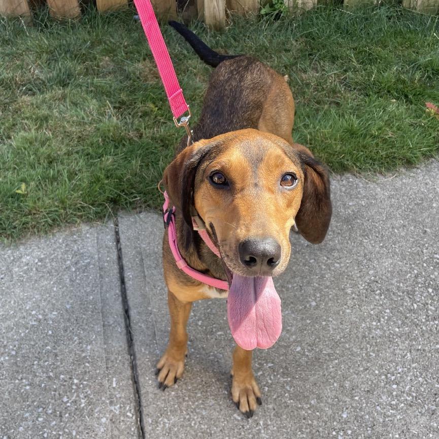 Enlarge Sami, a Adoptable mixed breed in Avon, OH image 6/6