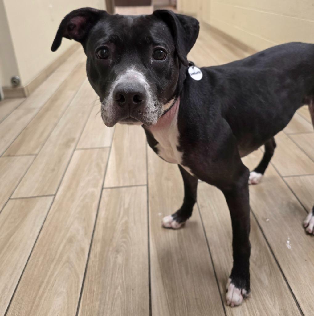 Charlotte, Adoptable, Adult Female Terrier.