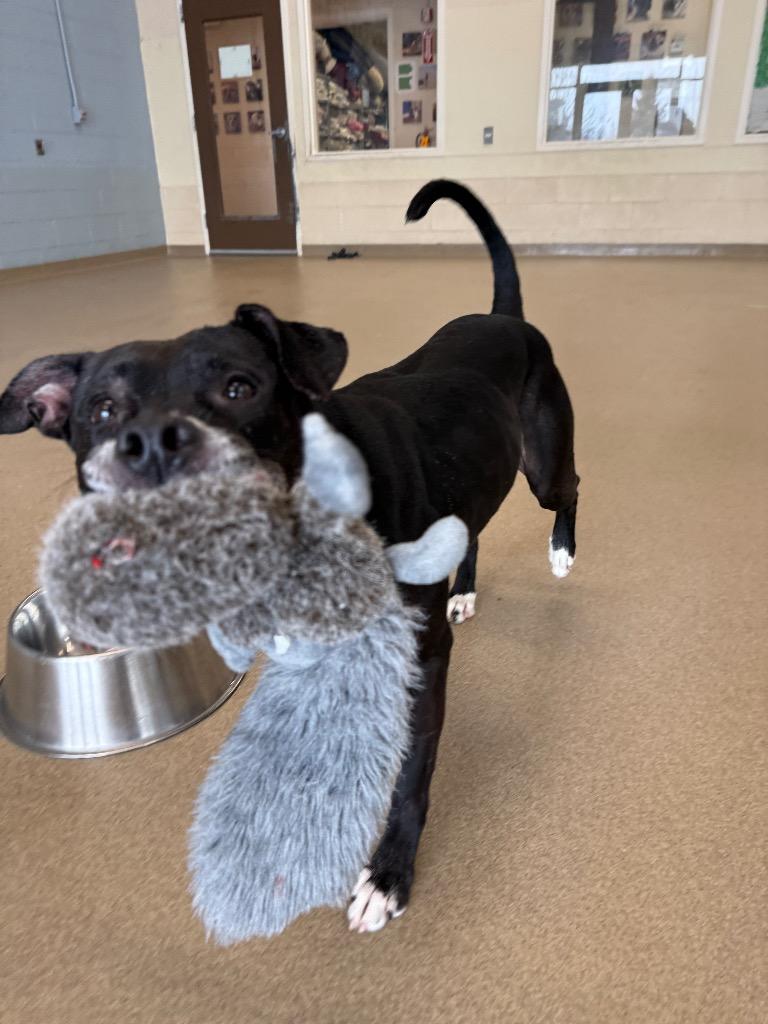 Enlarge Charlotte, a Adoptable mixed breed in North Syracuse, NY image 2/6