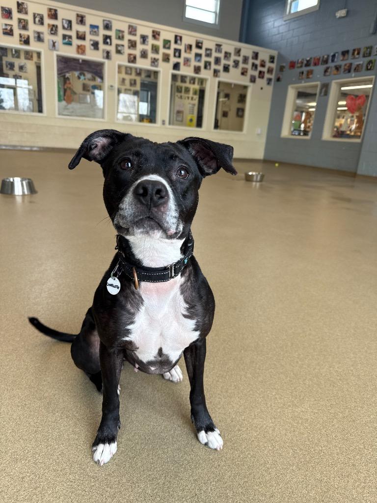 Enlarge Charlotte, a Adoptable mixed breed in North Syracuse, NY image 3/6