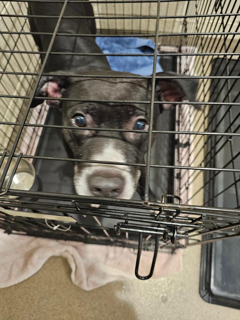 Enlarge Charlotte, a Adoptable mixed breed in North Syracuse, NY image 4/6