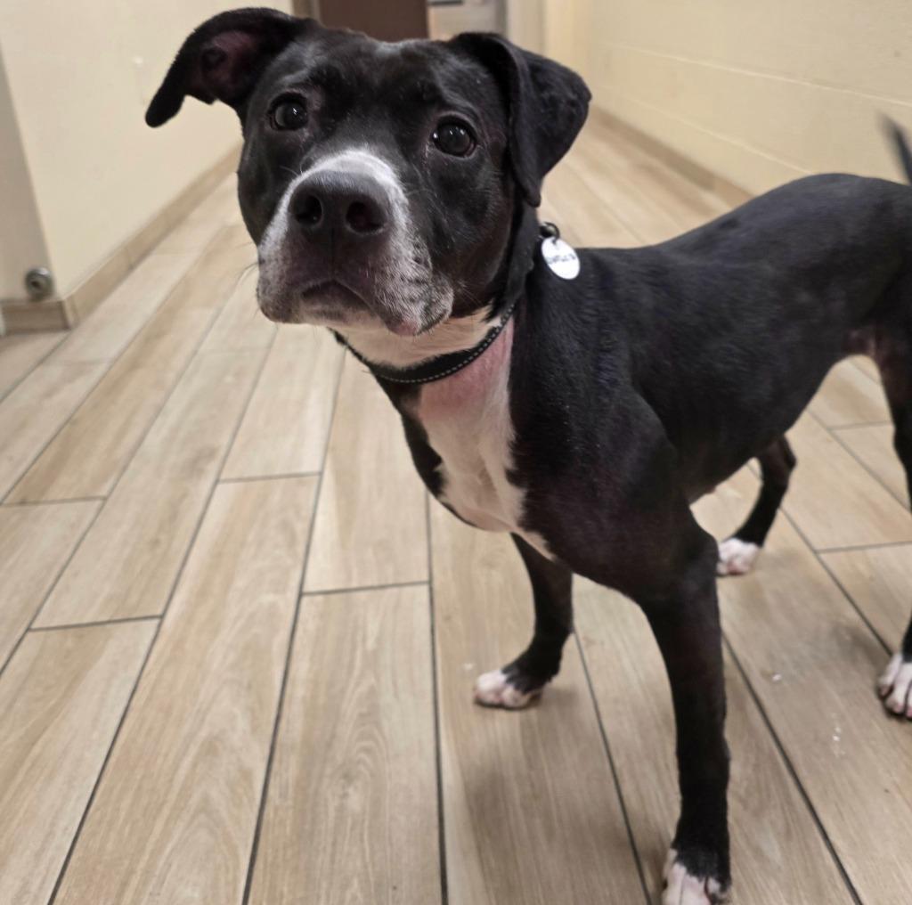 Enlarge Charlotte, a Adoptable mixed breed in North Syracuse, NY image 5/6