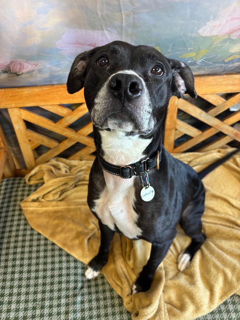 Enlarge Charlotte, a Adoptable mixed breed in North Syracuse, NY image 5/6