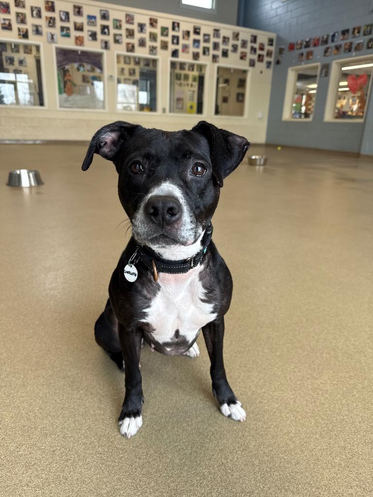 Enlarge Charlotte, a Adoptable mixed breed in North Syracuse, NY image 6/6