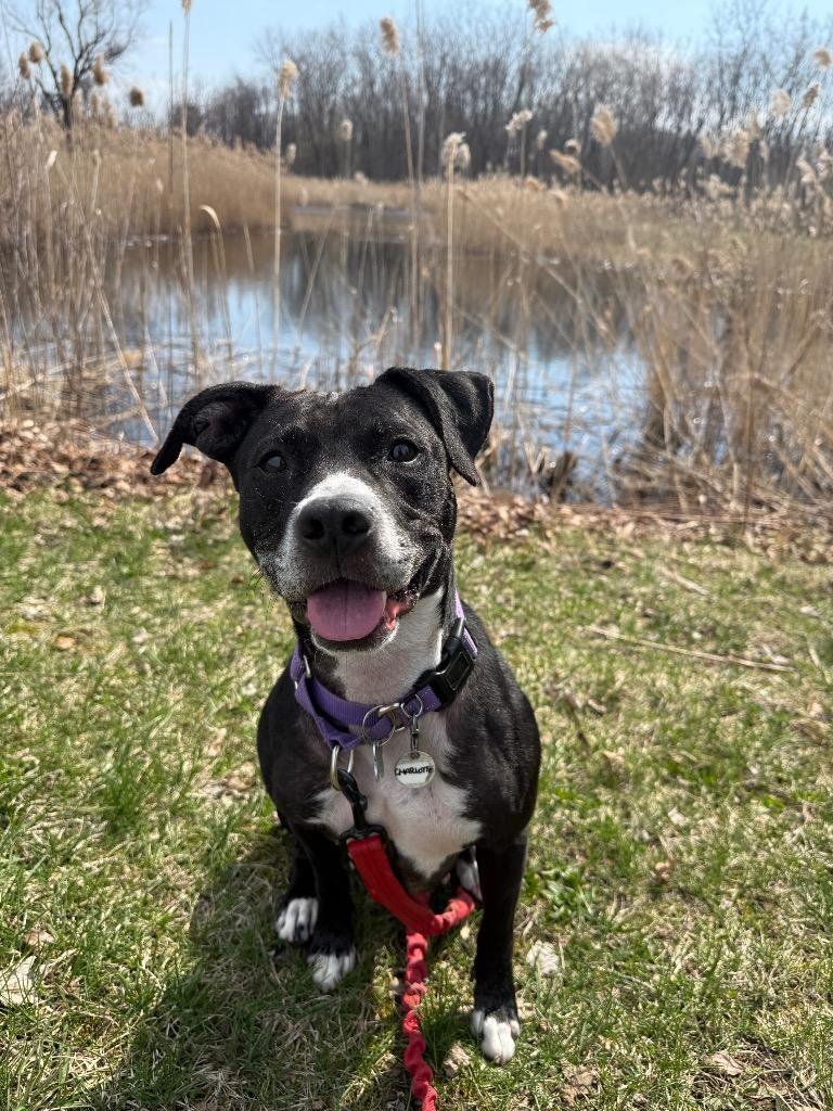 Enlarge Charlotte, a Adoptable mixed breed in North Syracuse, NY image 6/6