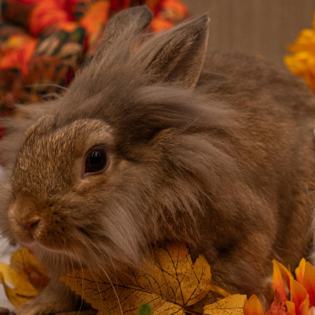 Bagel, Adoptable, Young Female Lionhead.