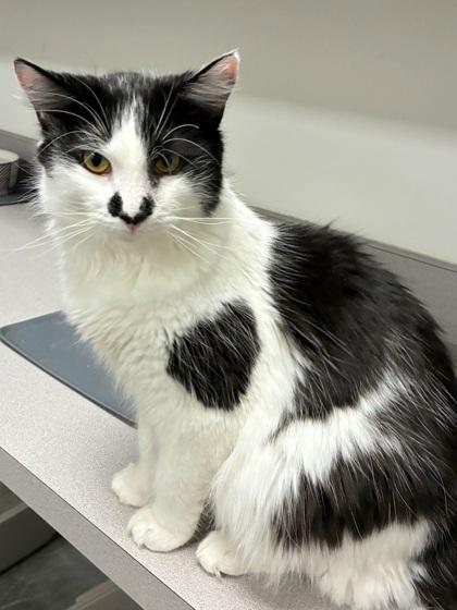 Enlarge Groucho, a Adoptable mixed breed in Encinitas, CA image 2/3