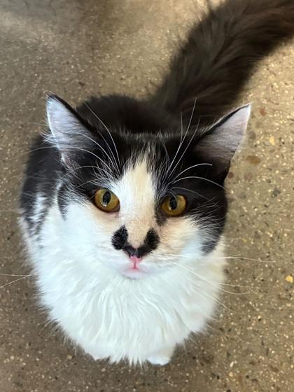 Enlarge Groucho, a Adoptable mixed breed in Encinitas, CA image 3/3