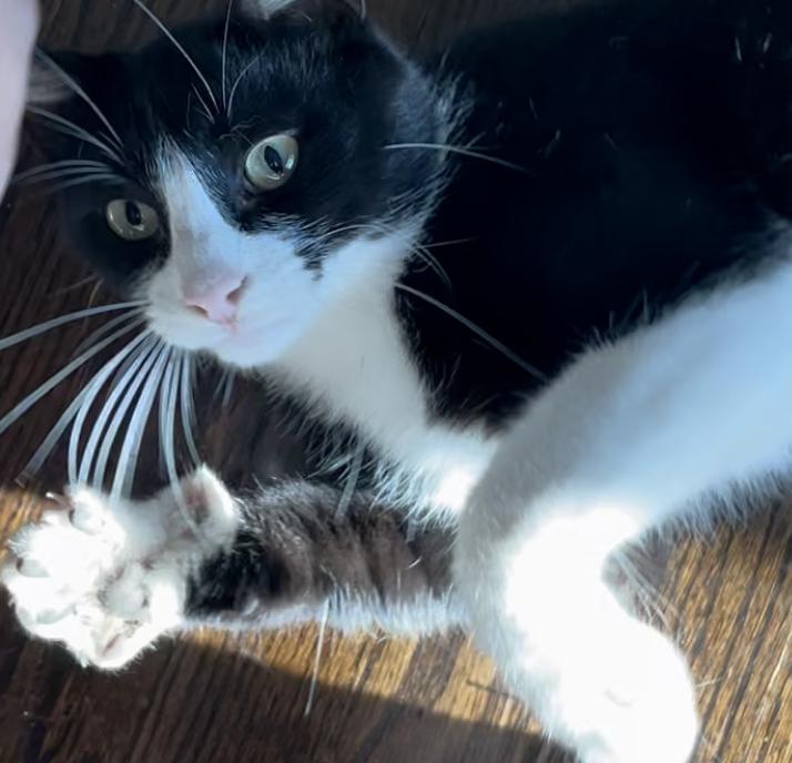 Enlarge Tommy, a Adopted Domestic Short Hair in Detroit, MI image 1/1