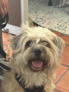Chicho, Adopted, Adult Male Briard & Terrier.
