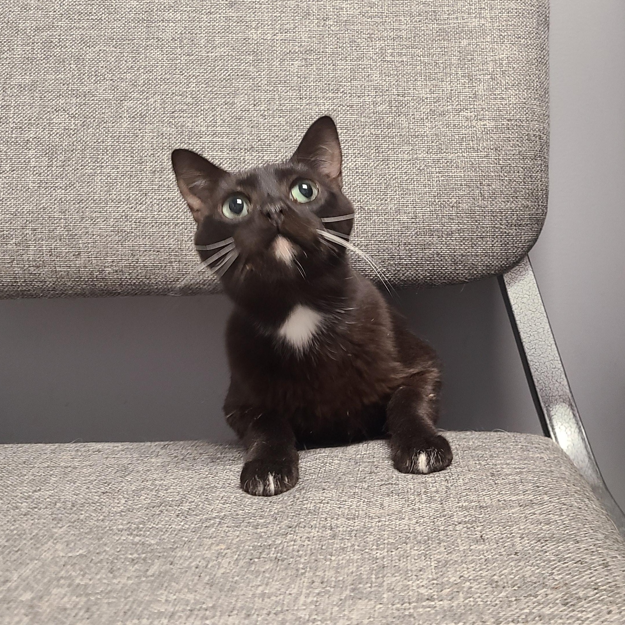 Enlarge COTTENELLE *THE ONLY MAN YOU'LL EVER NEED*, a Adopted Domestic Short Hair in Barron, WI image 1/2