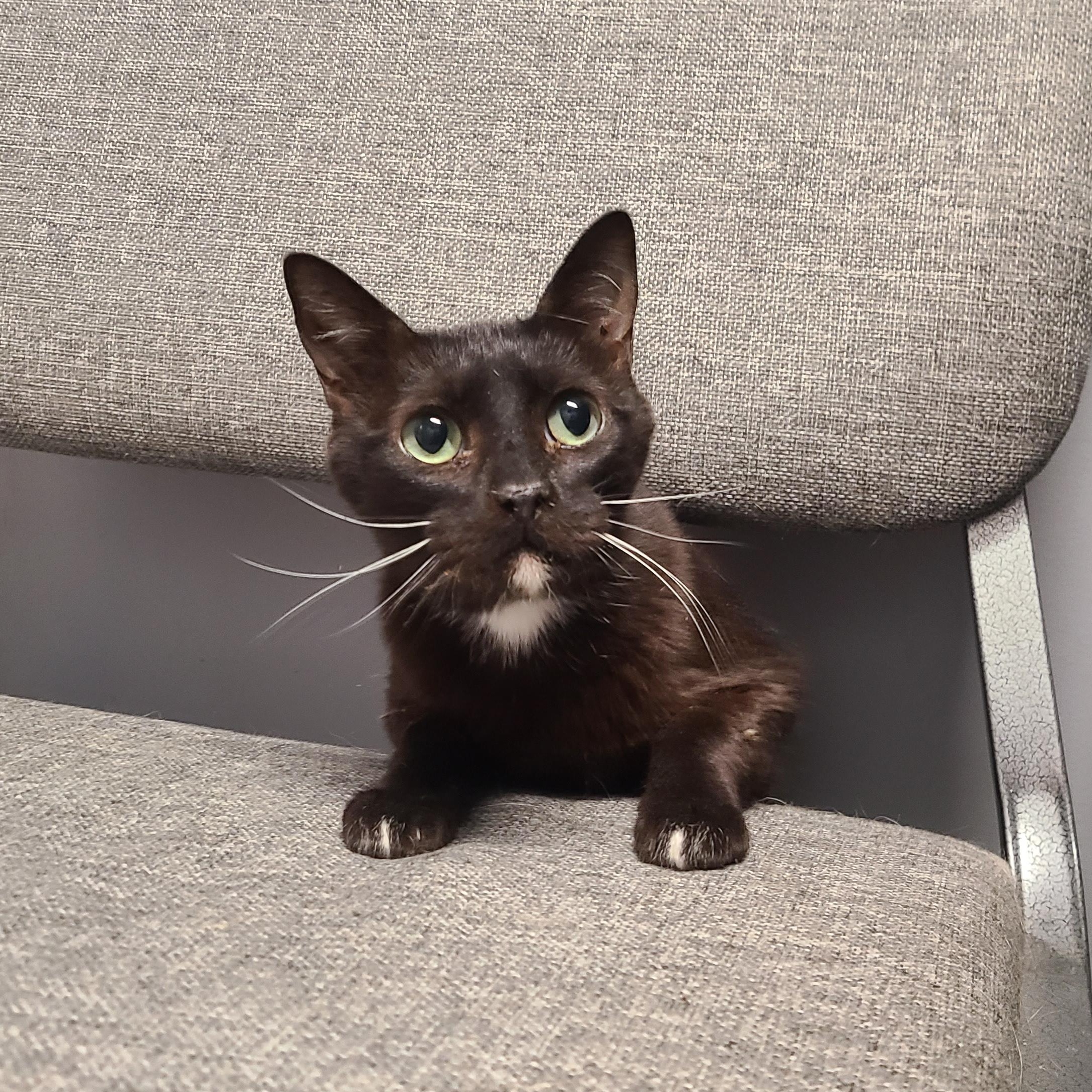 Enlarge COTTENELLE *THE ONLY MAN YOU'LL EVER NEED*, a Adopted Domestic Short Hair in Barron, WI image 2/2